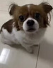 瑞美貝狗狗細小專(zhuān)用藥治療預防犬瘟熱細小病毒拉稀便血精神不振腹瀉發(fā)燒 買(mǎi)2送1 特效【專(zhuān)治細小】 曬單實(shí)拍圖