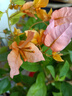 塔莎的花園三角梅盆栽帶花苗四季開(kāi)花卉老樁紫紅綠櫻室內陽(yáng)臺植物 三角梅變色龍160 帶盆栽好 曬單實(shí)拍圖