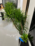 花財(cái)主大型盆栽綠植 檸檬樹(shù)鴨腳木發(fā)財(cái)樹(shù)天堂鳥(niǎo)綠植室內(nèi)客廳大盆栽 多頭龍血樹(shù)1.3-1.5米【鉆石盆 含盆 曬單實(shí)拍圖