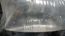 紫麒麟龍魚(yú)1公1母觀(guān)賞大型家養熱帶魚(yú)金龍魚(yú)苗或紅龍魚(yú)或銀龍撿漏 一公一母 曬單實(shí)拍圖