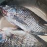 GUO LIAN國聯(lián)水產(chǎn)三去羅非魚(yú)4條共2.8斤凈重非洲鯽魚(yú)水產(chǎn)生鮮食材源頭直發(fā) 曬單實(shí)拍圖