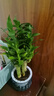 綠有意綠蘿籮發(fā)財(cái)樹綠植盆栽花卉室內(nèi)吸除甲醛桌面水培懶人植物四季好養(yǎng) 【灰色南瓜】富貴竹 曬單實(shí)拍圖