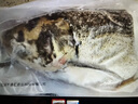 鮮喜愛 冷凍千島湖有機鰱魚頭1.5斤 白鰱魚頭  生鮮魚類 海鮮水產 曬單實拍圖