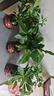 四季常青八方來(lái)財鴨腳木室內陽(yáng)臺桌面綠植大型盆栽花卉綠蘿發(fā)財樹(shù) 八方來(lái)財【15-25cm]】4顆+陶瓷財字盆+肥料 曬單實(shí)拍圖
