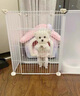 朵蔓純種比熊幼犬小型活物雙血統(tǒng)飛耳卷毛比熊犬家養(yǎng)寵物狗長不大可愛 血統(tǒng)級 飛耳比熊 公 曬單實(shí)拍圖