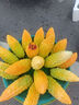 斑馬牌 (ZEBRA)HB自動(dòng)鉛筆芯 0.5mm活動(dòng)鉛筆芯 自動(dòng)鉛筆替芯 P-LD10 40支/管 曬單實(shí)拍圖