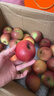 山姆大叔 丑蘋(píng)果昭通蘋(píng)果冰糖級【多地次日達】新鮮蘋(píng)果水果禮盒送禮品物 【優(yōu)選果】單果65-70mm｜狠甜 10斤裝【高山老樹(shù)果-更脆甜】?jì)? 曬單實(shí)拍圖
