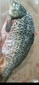 跑山密水農家密云水庫 新鮮鯉魚(yú)當日捕撈鮮魚(yú) 現殺現發(fā)生鮮魚(yú)類(lèi)生態(tài)魚(yú) 鯉魚(yú) 5斤 （非凈重） 曬單實(shí)拍圖
