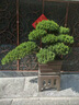 潮裕盆景日本系魚(yú)川真柏盆景辦公室客廳大型綠植室內真樹(shù)盆栽老樁造型擺件 真柏盆景42 帶盆栽好 曬單實(shí)拍圖