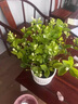 茉莉花盆栽帶花苞開(kāi)花不斷室內花卉綠植四季常青好養凈化空氣綠植 茉莉花1盆+花草陶瓷盆 曬單實(shí)拍圖