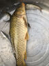 金龍 魚(yú)餌野釣窩料五谷雜糧底窩鯽魚(yú)鯉魚(yú)草魚(yú)青魚(yú)水庫重窩巨物打窩料 巨物霸·餌（2包） 曬單實(shí)拍圖