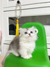 柴墨精品曼基康矮腳貓米努特拿破侖短腿小貓幼崽貓貓活體 寵物級 【長(cháng)毛金乳白色矮腳】 曬單實(shí)拍圖