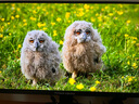 泰坦軍團(tuán)27英寸 2304分區(qū) MiniLED 4K170Hz雙模340Hz DyDs技術(shù) HDR1400 Type-C 90W 電競(jìng)顯示器P275MV MAX 曬單實(shí)拍圖