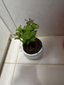 薄荷盆栽可食用大苗水培室內驅蚊綠植迷迭香香草植物檸檬貓薄荷 精品大盆薄荷+白豎紋陶瓷盆 曬單實(shí)拍圖