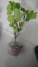 CHUANGSHIJI紅提苗無(wú)籽紅提子苗紅提葡萄樹(shù)苗盆栽地栽當年結果葡萄苗葡萄大苗 2年苗（成活率高） 曬單實(shí)拍圖