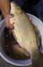 達億瓦（DAIWA）25新款前卸力魷魚(yú)紡車(chē)輪雙搖臂海釣漁輪木蝦漁線(xiàn)輪十大品牌 LT2500S（淺線(xiàn)杯+單搖把） 左右手互換型 曬單實(shí)拍圖