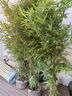 沫澄慈孝竹庭院竹子苗四季青植物室內(nèi)戶外鳳尾竹大型盆栽叢生風(fēng)景窩竹 【慈孝竹】一叢10顆1米5高左右 品種 曬單實(shí)拍圖