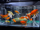 【硝化菌+穩定劑】各600ML消化細菌養魚(yú)用品魚(yú)缸凈水劑去除重金屬 曬單實(shí)拍圖