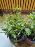 虹越（HONGYUE） 藍雪花盆栽花園陽(yáng)臺垂吊裝飾花卉多年生易養耐熱觀(guān)賞期長(cháng) 【2盆裝】藍雪花 160# 曬單實(shí)拍圖