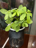 懶人水培綠植九里香綠蘿文竹室內易養凈化空氣花卉盆栽植物花卉 鴨腳木1顆【不含盆】土培水培皆可10-15cm 曬單實(shí)拍圖