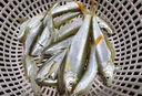 紅尾魚(yú)餌料四季通用專(zhuān)用餌料野河垂釣黃尾魚(yú)食腥香誘魚(yú)小藥打窩料 三袋裝（90%客戶(hù)的選擇） 曬單實(shí)拍圖