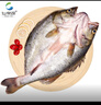 仙泉湖三去白蕉海鱸魚(yú)1斤/條凈膛冷凍刺少肉厚珠海特產(chǎn)500g生鮮中秋食材 曬單實(shí)拍圖