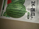 全美2k西瓜種子薄皮禮品小西瓜珍珠紅西瓜不裂瓜早春紅玉西瓜種子 2K西瓜種子/包約50粒 1包 曬單實(shí)拍圖