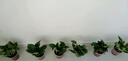 綠有意綠蘿盆栽除甲醛室內(nèi)好養(yǎng)花卉植物綠蘿批發(fā)辦公室新房裝修凈化空氣 120#綠加侖吸水盆10盆+4肥 帶盆帶土發(fā)貨 曬單實(shí)拍圖