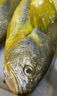 三都港 三去大黃魚凈重700g/2條裝 寧德黃花魚 生鮮 魚類 燒烤 曬單實(shí)拍圖