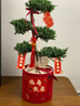 五層塔松盆栽老人祝壽綠植松鶴延年植物松樹(shù)盆景室內喬遷生日禮物 生日快樂(lè )【五層塔松盆栽】送生日 曬單實(shí)拍圖