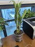 富貴竹盆栽植物室內凈化空氣綠植荷花竹辦公室桌面四季好養小盆栽 荷花竹+節節高升盆+方底座【1盆】 盆口直徑約8cm 曬單實(shí)拍圖