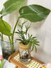 水培植物盆栽綠蘿梔子花辦公室內花卉小綠植多季好養多肉水養盆栽 袖珍椰子+【水培瓶】 曬單實(shí)拍圖