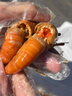 赴鮮記熟醉羅氏沼蝦 即食酒醉甜蝦 非生腌冷凍露營(yíng)食材13-16只/盒600g 曬單實(shí)拍圖