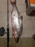 禧瑪諾機械師路亞竿威海漁具魚(yú)竿全套M L調泛用翹嘴鱸魚(yú)鱖魚(yú)竿碳素路亞桿 1.68m 直柄L調單竿 1.98米 曬單實(shí)拍圖