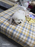 HELLOJOY狗狗零食寵物泰迪金毛幼犬成犬訓練獎勵 營養(yǎng)牛肉粒2.7斤 曬單實拍圖