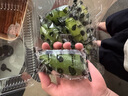 京鮮生 海南香水檸檬 2斤 單果90g-120g 中秋生鮮水果 曬單實(shí)拍圖