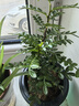 綠有意綠植盆栽多肉花卉盆栽植物室內(nèi)桌面水培綠植辦公室客廳植物懶人 3盆自選】植物和盆顏色請(qǐng)備注 曬單實(shí)拍圖