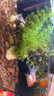 優(yōu)魚(yú)若寵金魚(yú)活體 觀(guān)賞魚(yú) 好養冷水魚(yú) 淡水活魚(yú) 小型小金魚(yú)寵物活體魚(yú) 4-6cm混色金魚(yú)5條 曬單實(shí)拍圖