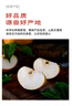 京地達山東秋月梨凈重8斤單果400g+新鮮水果脆甜梨子大果源頭直發(fā)包郵 曬單實拍圖