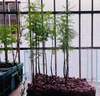臨雅魚(yú)缸水培植物造景水杉樹(shù)苗一木成景水草水生植物活體水養植物盆栽 水培水杉30-40cm(新手易養/有水就活) 5棵 曬單實(shí)拍圖