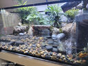 西游水族烏龜缸超白玻璃生態(tài)造景龜魚(yú)缸一體混養生態(tài)缸客廳專(zhuān)用家用飼養缸 60雨林豪華全套【缸+做好成品發(fā)貨+設備】 曬單實(shí)拍圖