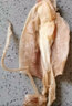海鮮頌淡曬墨魚干烏賊目魚干海產(chǎn)品福建特產(chǎn)海鮮干貨 煲湯食材年貨送禮 【禮盒】墨魚干2斤裝(約6-10只) 曬單實(shí)拍圖