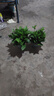 雙盟綠蘿盆栽除甲醛花卉綠植辦公室新房凈化空氣180加侖2盆裝源頭直發(fā) 曬單實拍圖