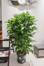 花翁大型綠植物客廳室內盆栽花卉叢生幸福樹(shù)1-1.2m[圓柱盆]源頭直發(fā) 曬單實(shí)拍圖