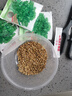 易發(fā)芽大葉香菜種子香菜籽耐熱四季陽(yáng)臺室內盆栽種籽蔬菜種子大全 四季大葉香菜約3000粒3包 曬單實(shí)拍圖