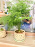 史丹利水培植物營(yíng)養液富貴竹專(zhuān)用郁金香水仙花室內盆栽通用型肥料125ml 曬單實(shí)拍圖