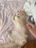 醫仕高貓咪乳鐵蛋白貓用增抵抗力強免疫維生素賴(lài)氨酸0乳糖多維營(yíng)養 貓咪乳鐵蛋白 30ml 曬單實(shí)拍圖