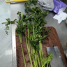 御農(nóng)優(yōu)品 山東章丘鮑芹香芹芹菜新鮮蔬菜香脆無(wú)絲新鮮鮑香芹嫩芹禮盒裝 4斤鮑芹芽子禮盒裝 曬單實(shí)拍圖