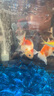 備能（BEINENG）白點(diǎn)凈小瓜蟲(chóng)病魚(yú)藥小型魚(yú)錦鯉鸚鵡金魚(yú)水霉白毛白嘴爛尾爛肉擦缸 曬單實(shí)拍圖