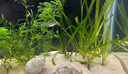 沃韋朗（VOONLINE）魚(yú)缸底砂魚(yú)缸沙子底沙石頭裝飾魚(yú)缸鋪底天然造景沙 尼羅河砂1KG 曬單實(shí)拍圖